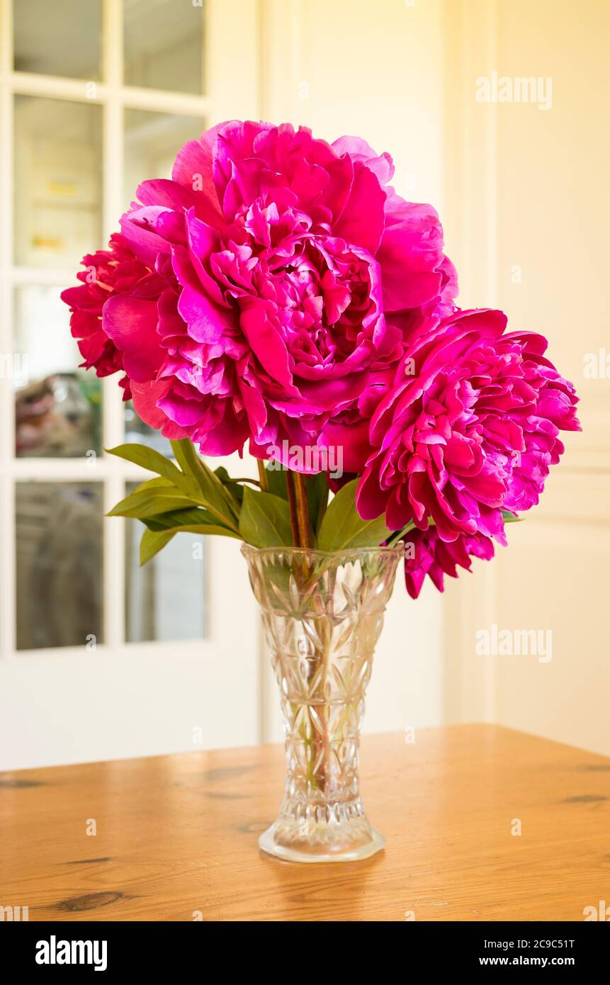 Prächtige doppelt blühende rosa Pfingstrosen bilden eine ideale Innendekoration als Schnittblumen in einer Glasvase Stockfoto