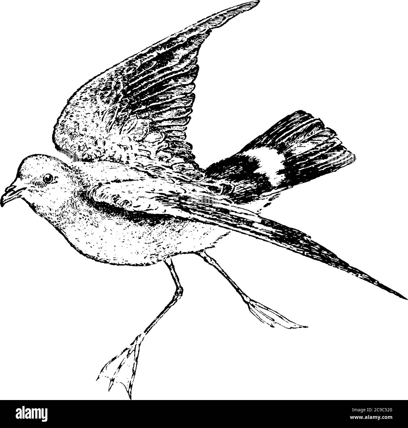 Petrel tube-nosed seabird in der Familie Procellariidae, es haben eine große Spannweite und riesige Schnabel, vintage Linie Zeichnung oder Gravur Illustration. Stock Vektor