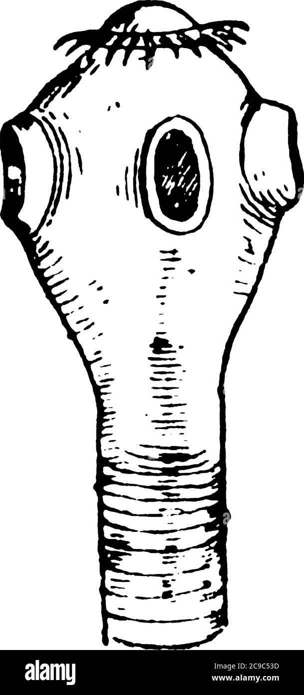 Bandwurm ist eine Klasse von parasitären Würmern, die im Darm lebt, sie sind lang und Band wie in Form. Abbildung stellt Bandwurmkopf, Vintage-Linie dra Stock Vektor