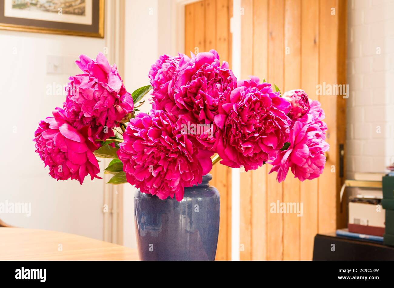 Prächtige doppelt blühende rosa Pfingstrosen bilden eine ideale Innendekoration als Schnittblumen in einer blauen Vase Stockfoto