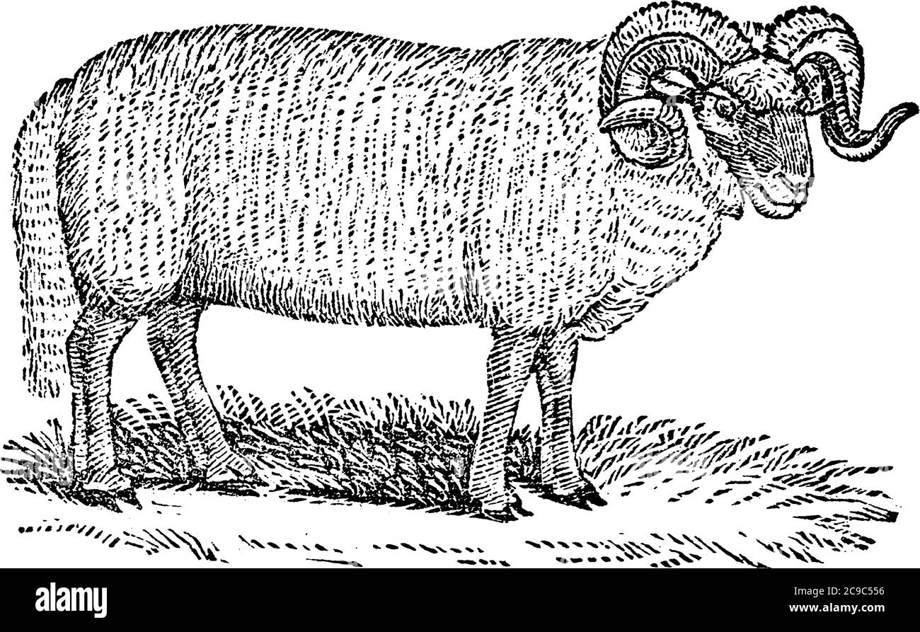 Ein männliches Schaf auf dem Land mit Wolle oder gekräuselten Haaren und mit großen wirbelartigen Hörnern; in der Regel als Vieh gehalten, Vintage-Linienzeichnung oder Gravur illus Stock Vektor