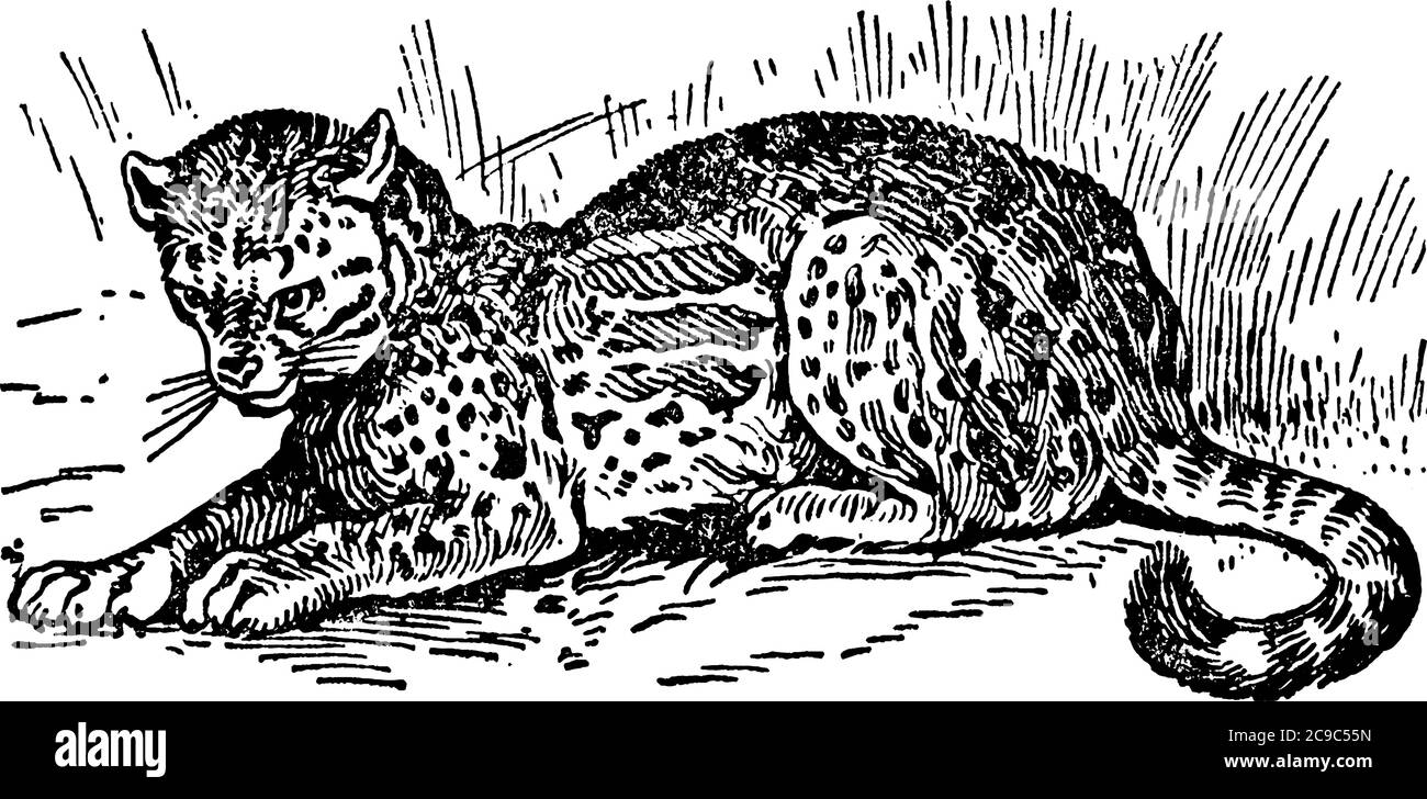 Ocelot, ein digitigrade fleischfressende Säugetier der Katzenart, ist etwa 3 Fuß lang und sein Schwanz misst etwa 18 Zoll mehr, Vintage Line d Stock Vektor