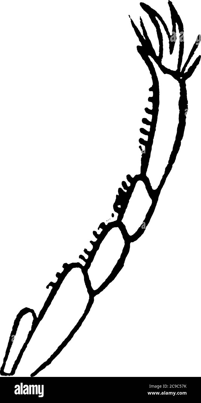 Water Scavenger Beetle ist 27-40mm lang Erwachsene riesige Wasserfänger, vintage Linie Zeichnung oder Gravur Illustration. Stock Vektor