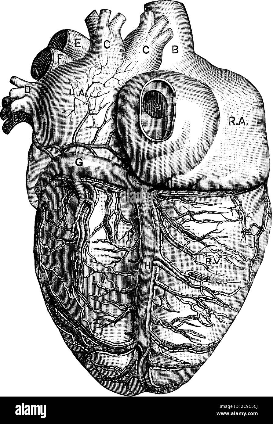 Die hintere Ansicht des Herzens, mit den Teilen, L.A., linker Aurikel; R. A., rechter Aurikel; R.V., rechter Ventrikel; A, Öffnung der Vena Cava inferior; Stock Vektor