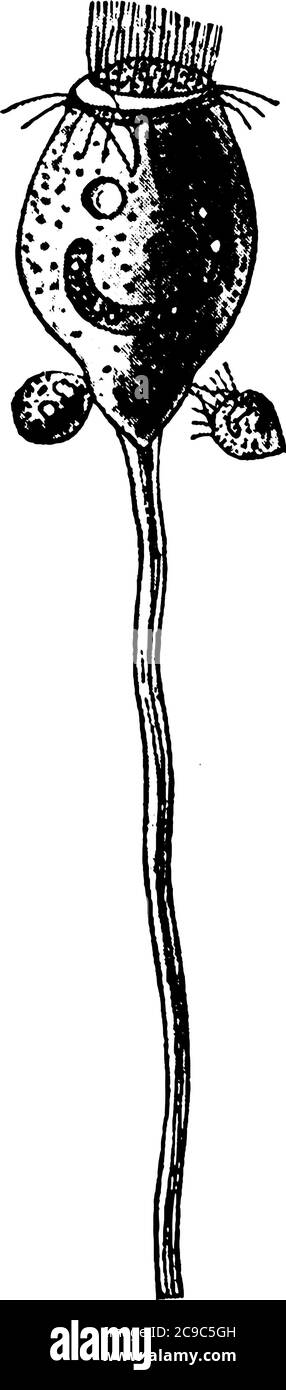 Vorticella, ein Protozoon, fand in der Regel an toten Blättern oder Stöcken während seines Lebens, andere als die jungen seiner Art befestigt. Dies zeigt kostenlose Stock Vektor