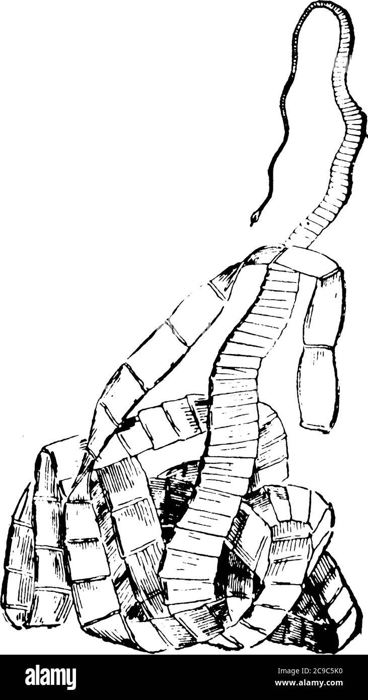 Bandwurm ist eine Klasse von parasitären Würmern, die im Darm lebt, sie sind lang und Band wie in Form, Vintage-Linie Zeichnung oder Gravur Illustration. Stock Vektor