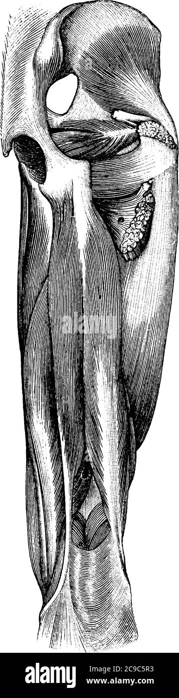 Der Oberschenkel hat drei Sätze von starken Muskeln. Hier sind einige der größeren menschlichen Muskeln auf der Rückseite des Oberschenkels dargestellt. Starke Sehnen an der Hüfte und o Stock Vektor