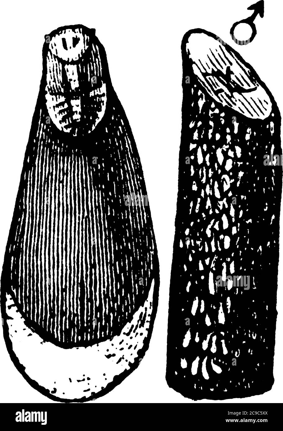 Austernmuschel-Skala der Mytilaspis Pomorum-Art; Bild mit männlicher Skala und einem damit befallenen Zweig., Vintage-Linienzeichnung oder Gravur illustraa Stock Vektor