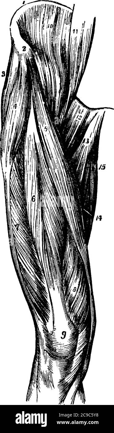 Muskeln des Oberschenkels auch als Quadrizeps bekannt sind stärkste und schlankste Muskeln im menschlichen Körper. Sie sind die wichtigsten Extender des Knies, Vintage-Linie drawi Stock Vektor