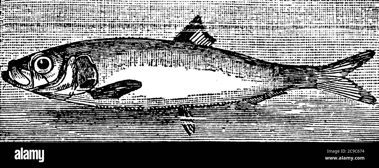 Whitebait ist ein Sammelbegriff für die unreife Fratte von Fischen, und sind 1 und 2 Zoll (25 und 50 mm) in der Länge; sind zart und essbar und ist der Name nach Stock Vektor