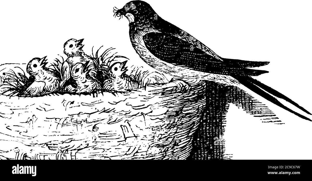 Schwalben sind von Sitzvogel Familie mit langen gesplitteten Schwänze und schmalen Flügeln, vintage Linie Zeichnung oder Gravur Illustration. Stock Vektor