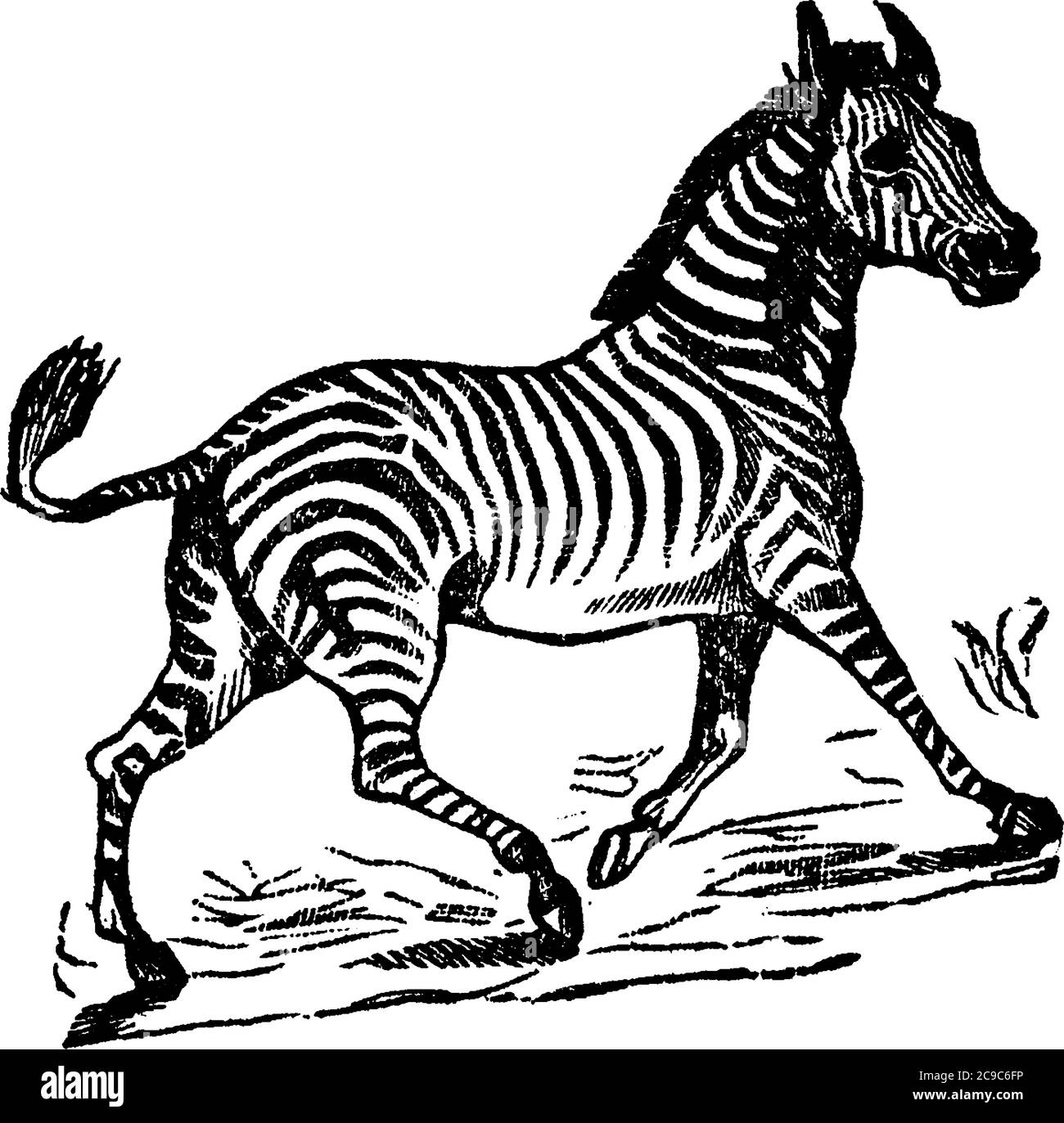 Eine typische Darstellung eines Zebras, das im Wald läuft, mit seinen ausgeprägten schwarz-weiß gestreiften Mänteln, die über seinen Körper laufen, Vintage-Linie drawin Stock Vektor