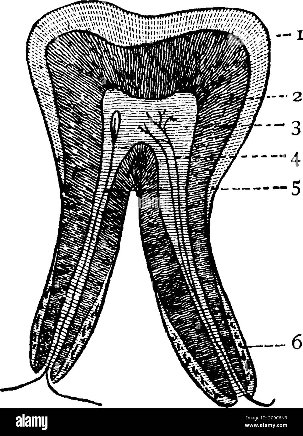 Eine typische Darstellung des vertikalen Zahnabschnittes, mit Teilen, die 1: Zahnschmelz; 2: Dentin; 3: Zellstoff; 4: Blutgefäß; 5: Nerv und 6: Fibr Stock Vektor