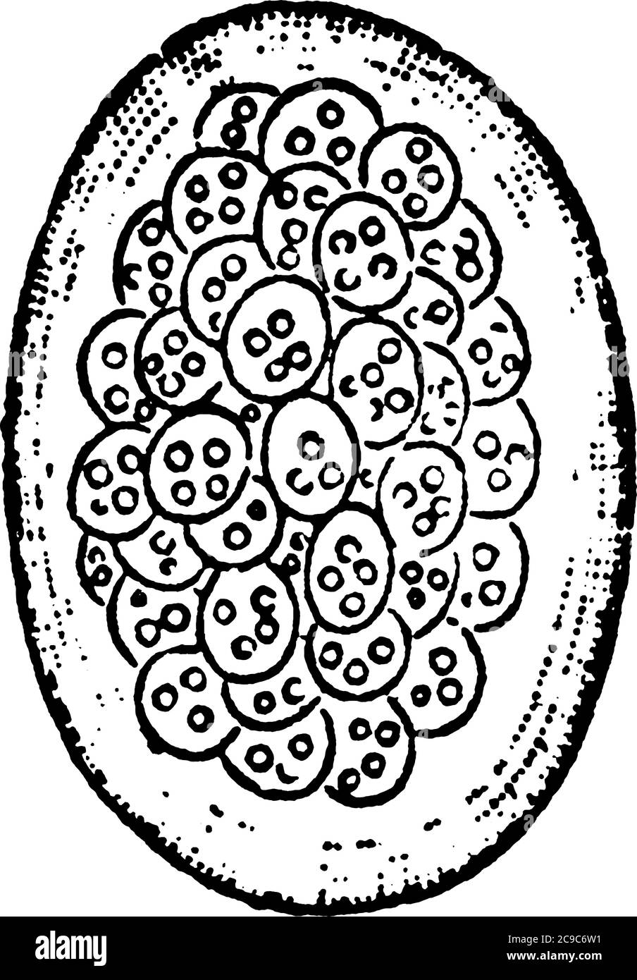 Eine typische Darstellung der eiförmigen Masse der Zoogloea von Beggiatoa roseo-persicina (Bakterium rubescens von Lankster). Der gallertartige geschwollene Wal Stock Vektor