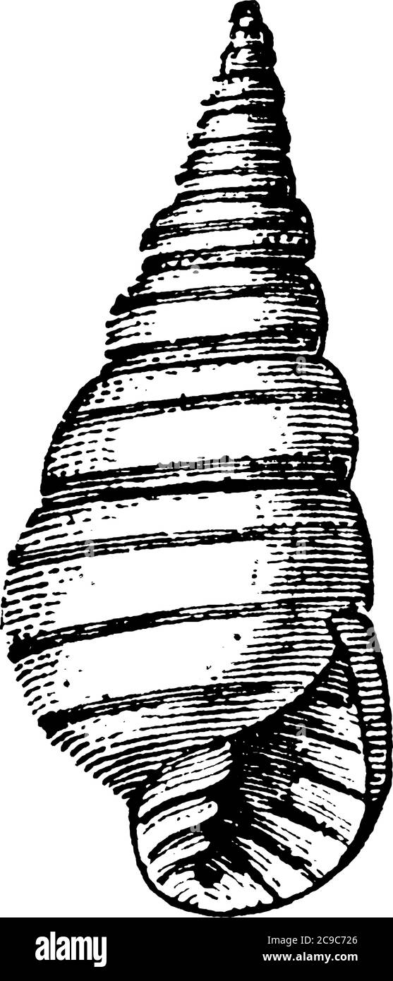 Eine typische Darstellung einer spiralförmigen Meeresmuschel, die hart ist und in der Regel von Tieren, die im Meer leben, Vintage-Linienzeichnung oder Gravur erstellt Stock Vektor