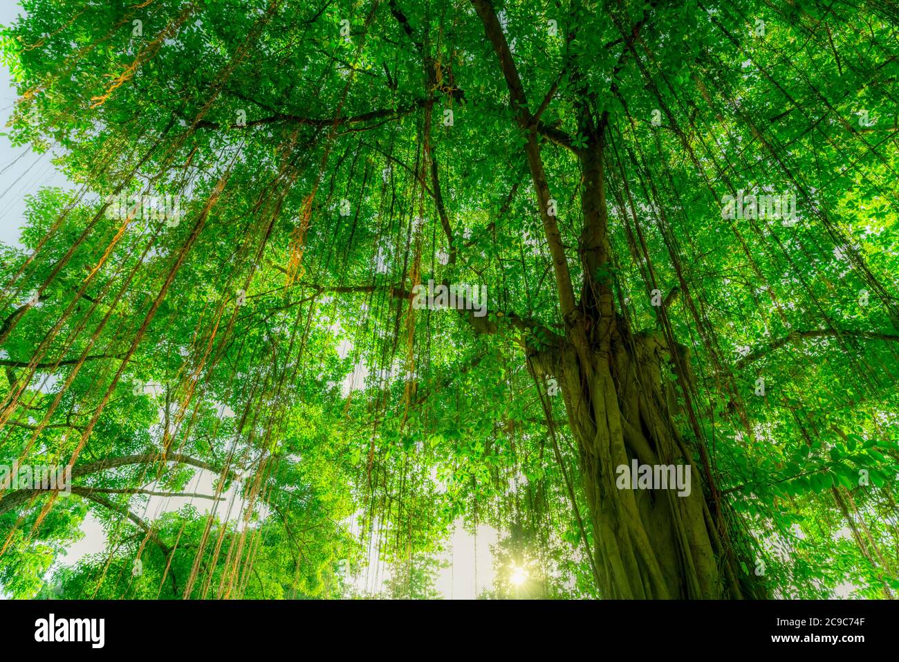 Blick von unten auf banyan Baumstamm zu grünen Blättern von großen Bäumen im tropischen Wald mit Sonnenlicht. Frische Umgebung im Park. Banyan-Baum mit Luftwurzel Stockfoto