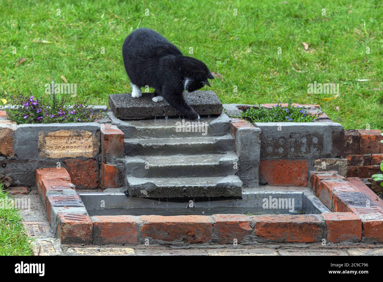 Schwarze Hauskatze mit weißer Nase, Kragen und Unterbauch in einer Umgebung im Freien spielen mit einem Wasserfall in einem kleinen Gartenteich. Stockfoto