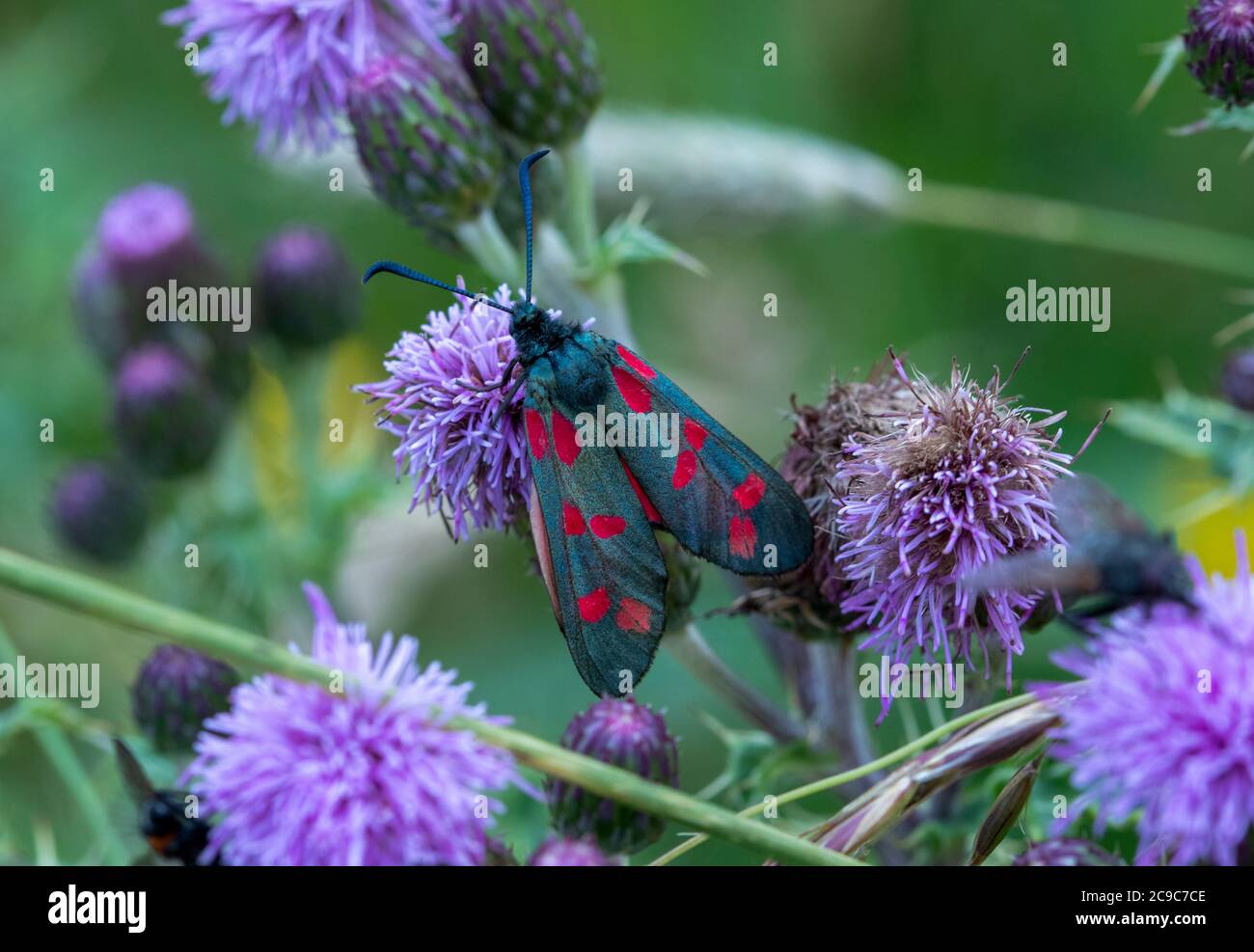 6-Punkt-Burnett Moth in Ruhe Stockfoto