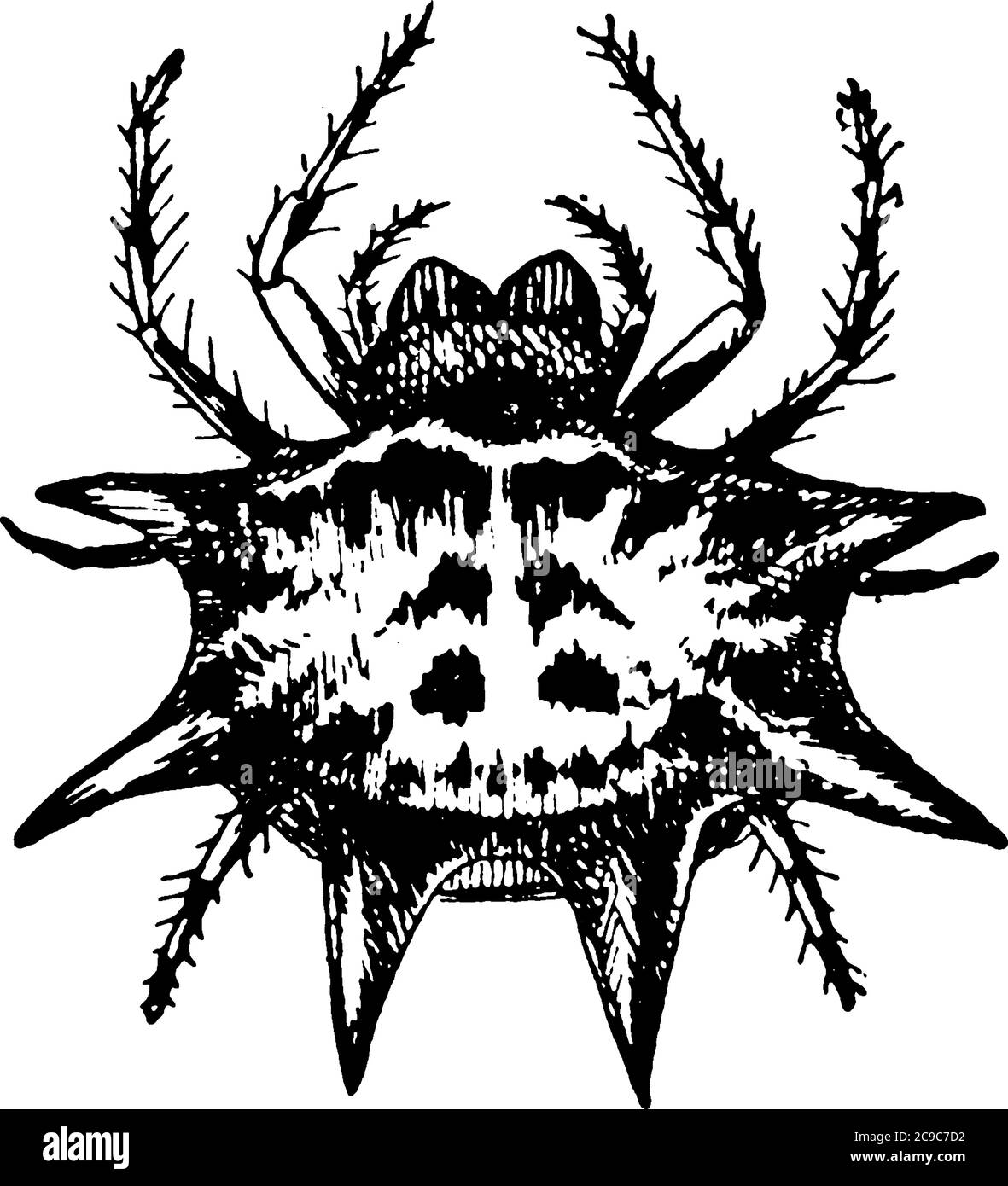 Spider sind Arachniden mit zwei Körpersegmenten, acht Beinen, ohne Flügel oder Fühler und können nicht kauen., Vintage-Linienzeichnung oder Gravur illustratio Stock Vektor