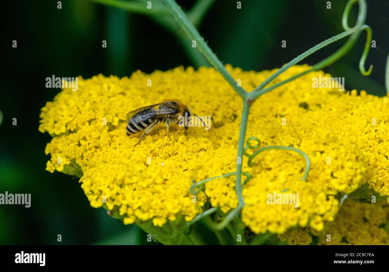 Colletes sp. Bienengewinnung Stockfoto