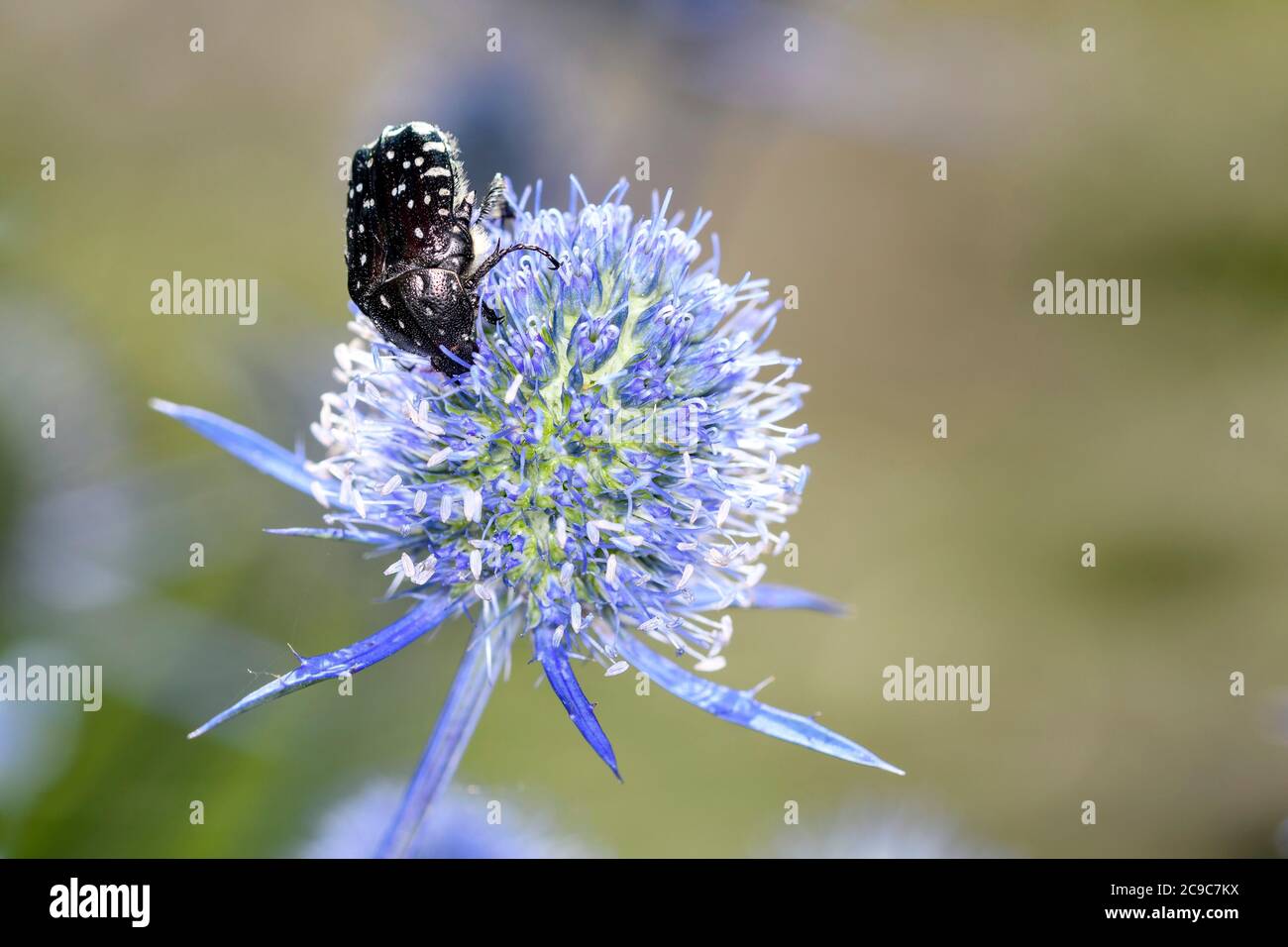 Weißfleckige Rosenkäfer - Oxythyrea funesta - ruht auf blauem Eryngo - Eryngium palmatum Stockfoto