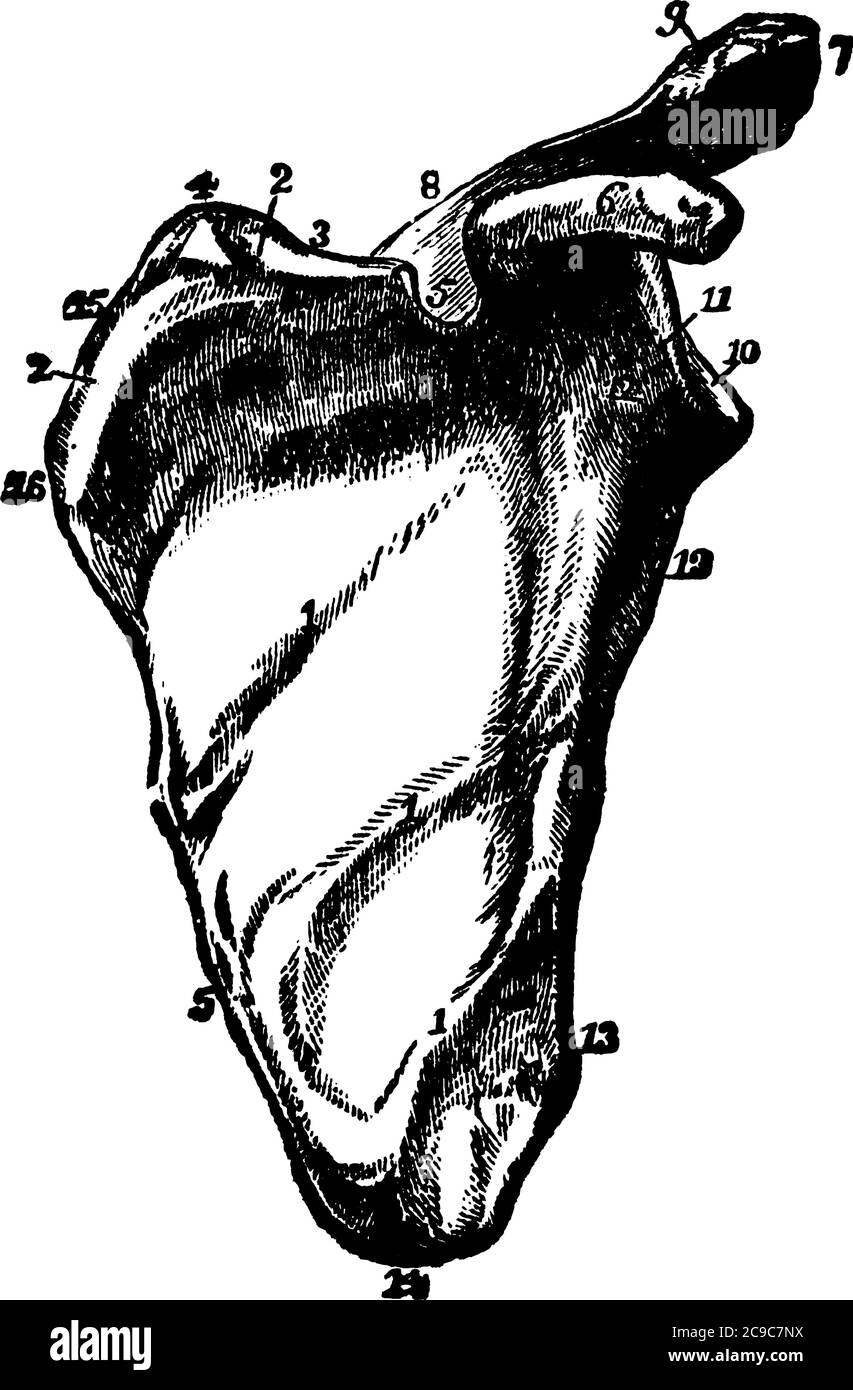 Scapula oder Schulterknochen ist, die im oberen Rücken liegt und verbindet den Oberarmknochen des Armes mit dem Schlüsselbein, vintage Linie Zeichnung oder Gravur Stock Vektor