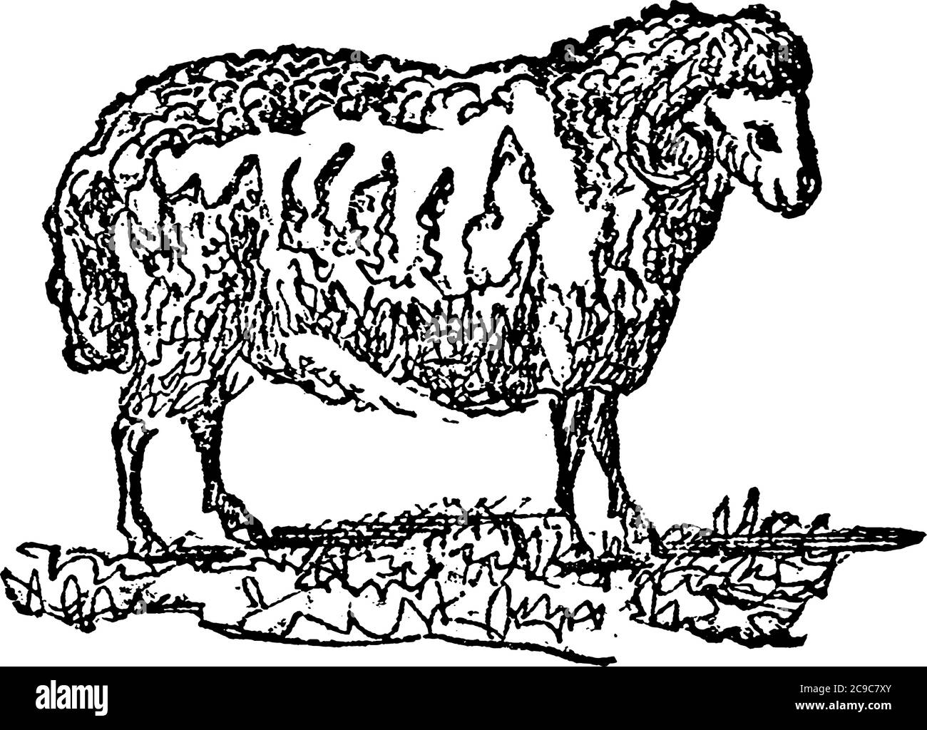 Hausschafe sind vierbeinigen, Wiederkäuer Säugetiere in der Regel als Vieh gehalten. Das Männchen der Schafe und verwandter Tiere. Seine Wolle ist die am weitesten verbreitete uns Stock Vektor