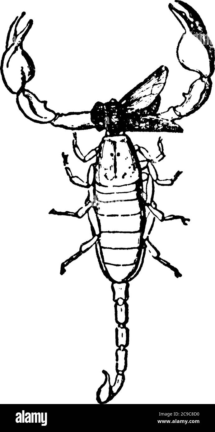 Eine typische Darstellung des italienischen Skorpions, Euscorpius italicus, der eine gelähmte Fliege in seinen Cheliceren hält. Chelae wird für Angriff und befreit Stock Vektor