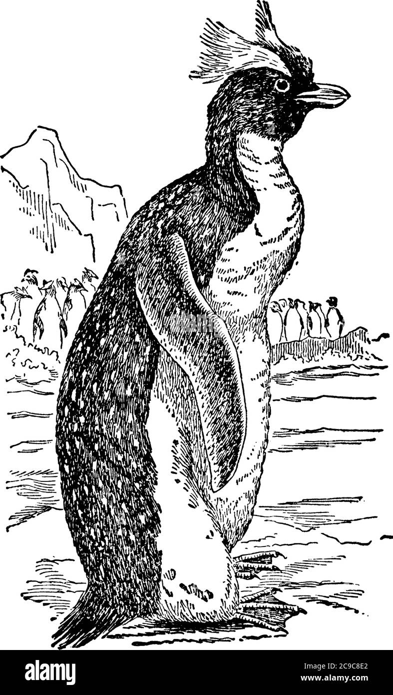 Pinguine, Ordnung Sphenisciformes, Familie Spheniscidae, Bereich Wasservögel mit elliptischen Körper, kleiner Hals, moderate Schnabel, komprimiert und haben keine Federkiel Stock Vektor