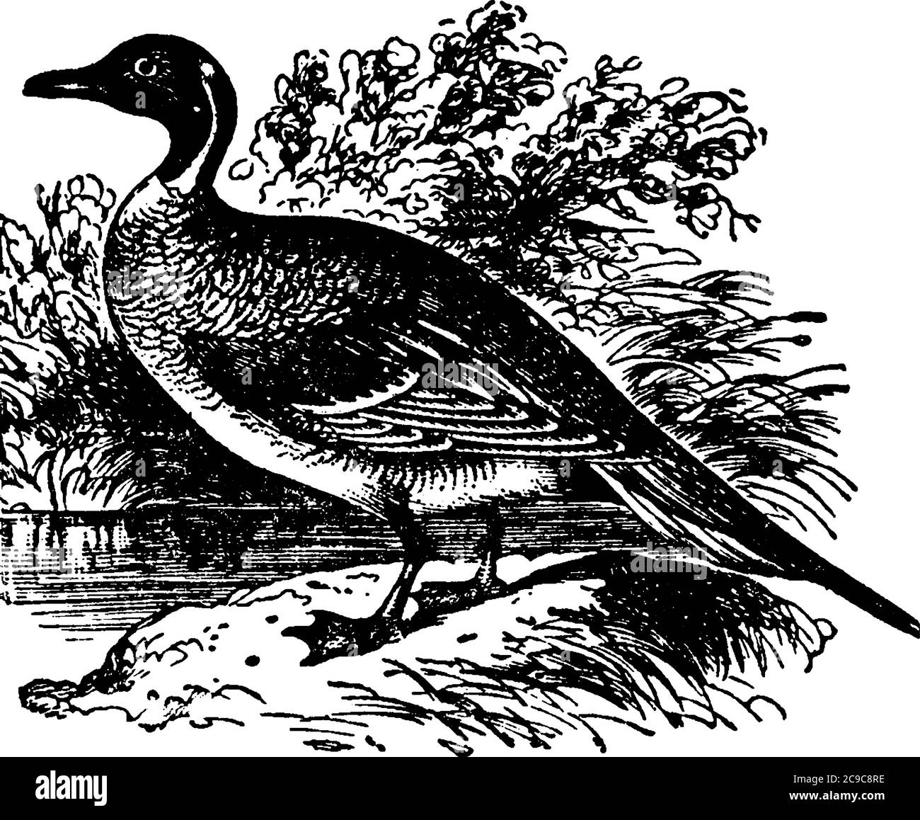 Die Pintail Ente, Anas acuta, hat die oberen Teile und Flanken Esche, mit schmalen Streifen von schwarz; unter Teilen weiß; Kopf umber-braun; Schwanz spitz. It Stock Vektor