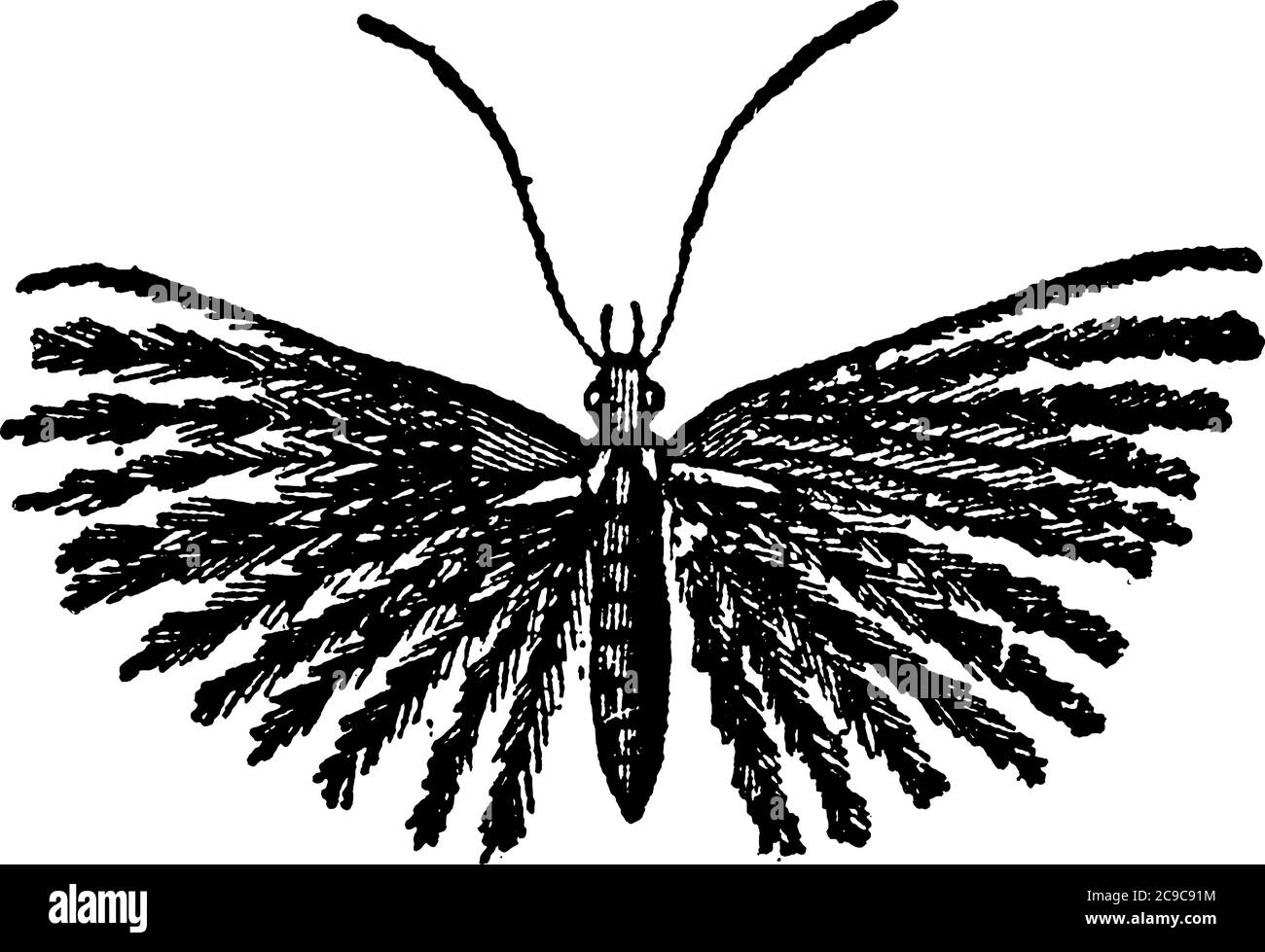Diese Art von Insekten ist durch die eigentümliche Konformation ihrer Flügel bemerkenswert. Jedes der Organe der Motte ist längs in mehrere geteilt Stock Vektor