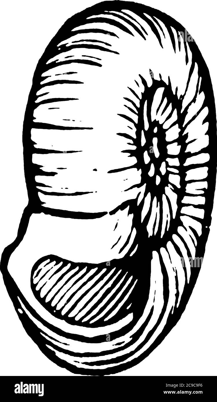 Die Schneckenschale ist Teil des Körpers einer Schnecke, einer Art Weichtier. Es ist ein Exoskelett, das Schnecken vor Raubtieren, Vintage-Linie Zeichnung oder schützt Stock Vektor