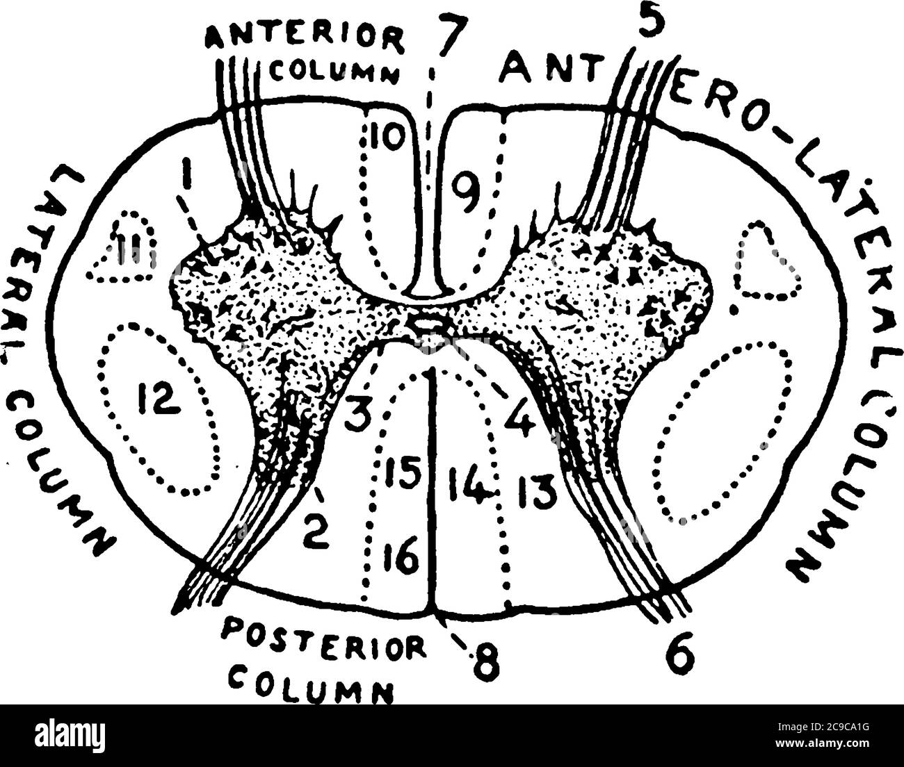 Diagrammatischer Abschnitt des Rückenmarks in der Halsregion, mit den Teilen beschriftet als, anteriore Spalte, posteriore Spalte und laterale Spalte , vintage lin Stock Vektor