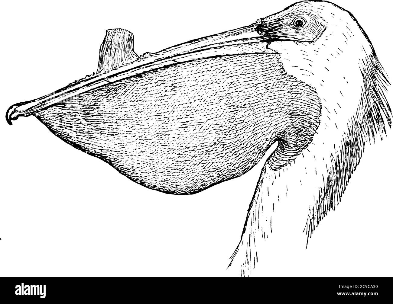 Pelican ist ein großer Wasservogel in der Familie Pelecanidae, mit einem übergroßen Schnabel, und gewundenen Hals, vintage Linie Zeichnung oder Gravur Illustration. Stock Vektor