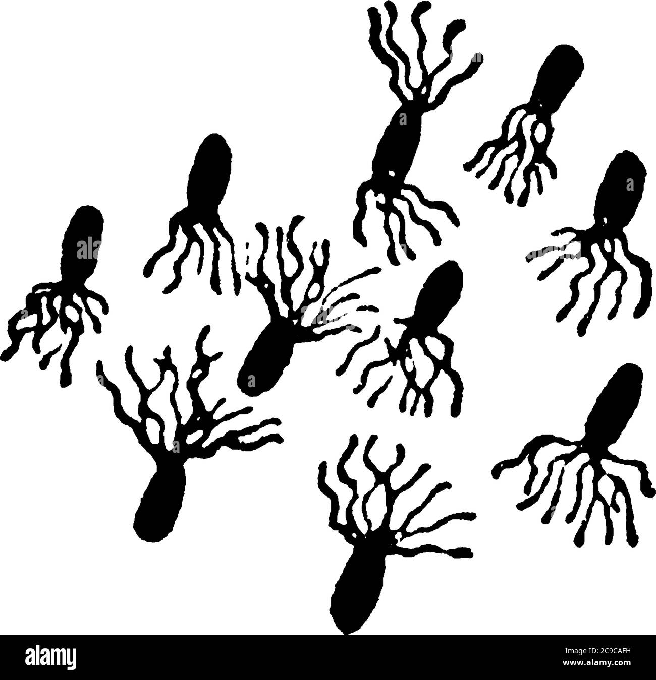 Eine typische Darstellung der motilen und stabförmigen Bakterien, Pseudomonas pyocyanea, eine Form von Bakterien, die Zilien und ihre Anordnung zeigen, vinta Stock Vektor