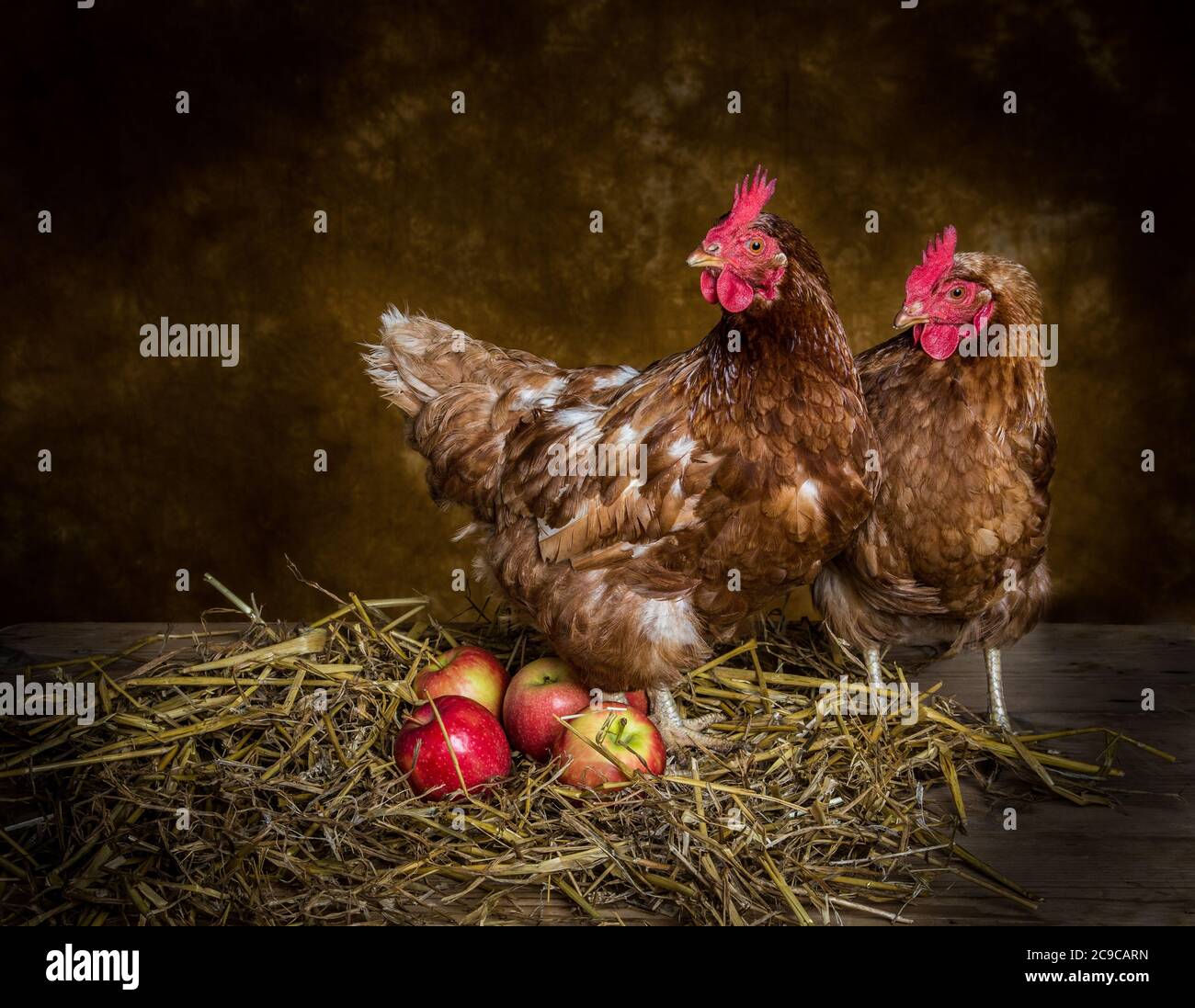 Hühner mit rosa Frauenäpfeln im Studio Stockfoto