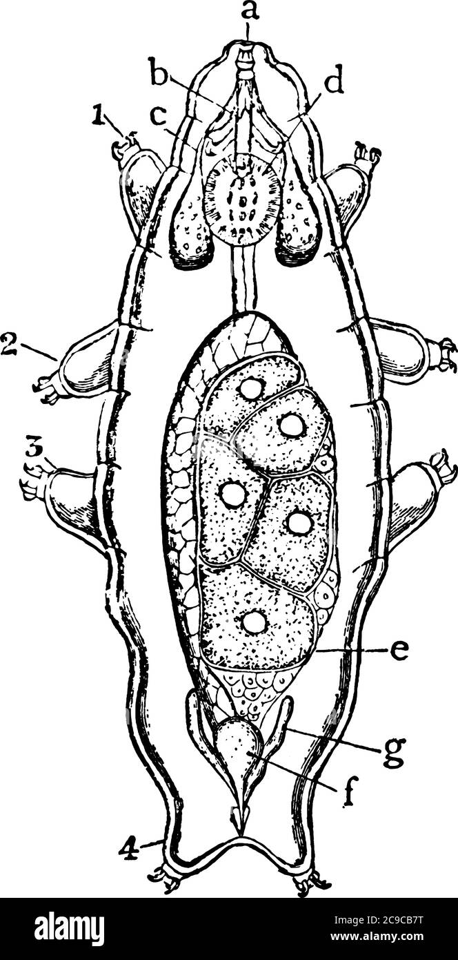 Wasserbär, Macrobiotus schultzei, einer der Arctisca oder Tardigradam, viel vergrößert, '1, 2, 3 und 4': Die Gliedmaßen; 'A': Mund mit sechs oralen Papillen; Stock Vektor