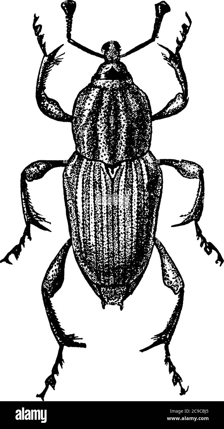 Weevil adult ist ein 6mm kleines Insekt mit sechs Beinen, Vintage-Linienzeichnung oder Gravur Illustration. Stock Vektor