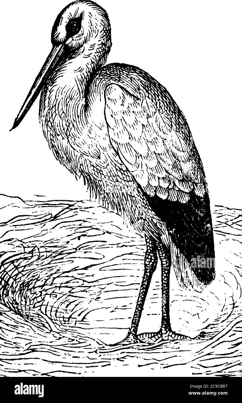 Der Storch ist ein langbeiniger Watvogel mit scharfer Nase, Vintage-Linienzeichnung oder Gravurillustration. Stock Vektor