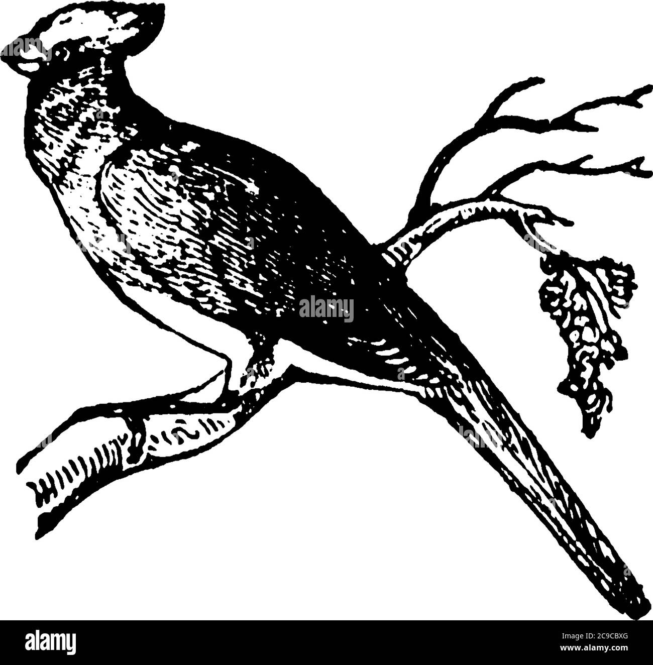 Nightingale, ein Vogel berühmt wegen seiner brillanten Lied, das für Qualität und Vielfalt nicht von der eines anderen Vogels übertroffen wird, Vintage-Linie dra Stock Vektor