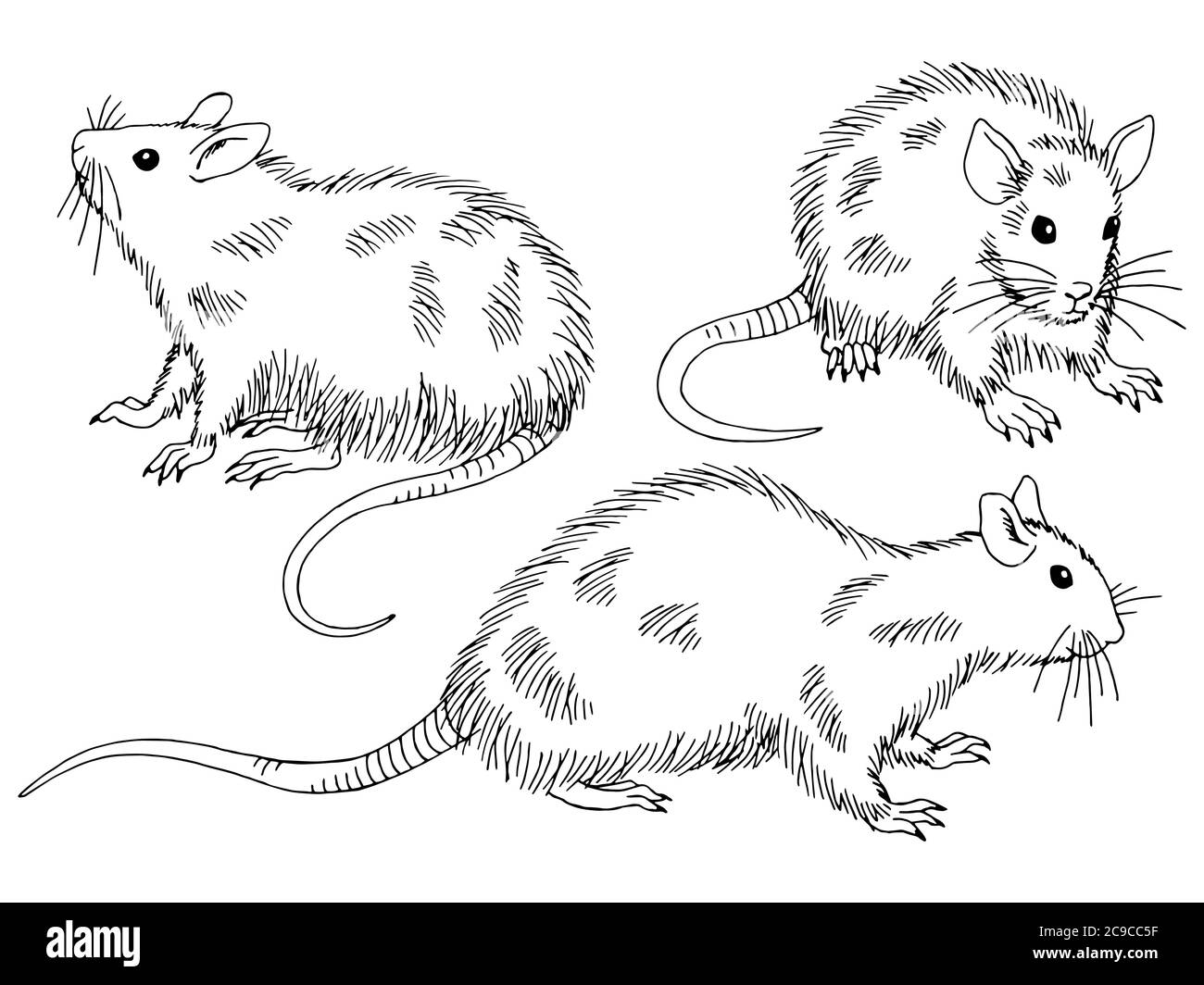 Ratte Set Grafik schwarz weiß isoliert Skizze Illustration Vektor Stock