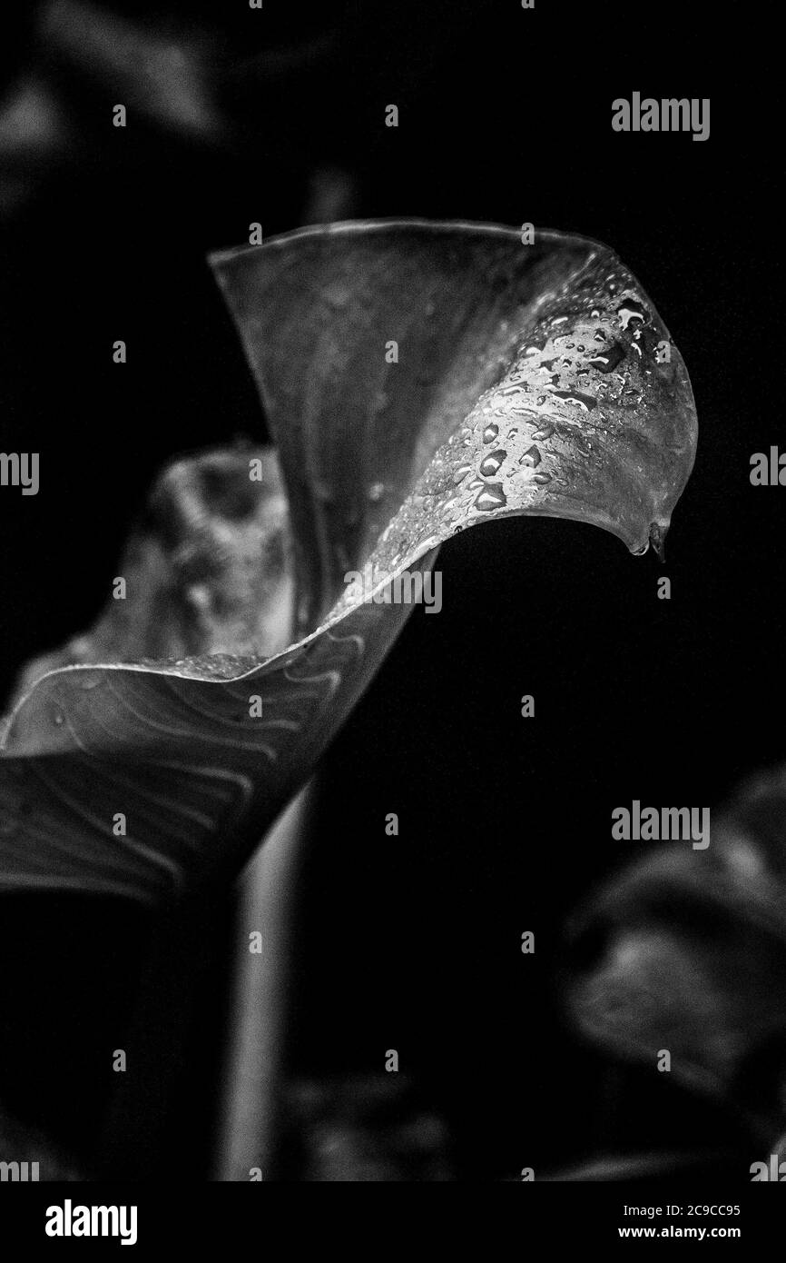 Calla Lily, schwarz-weiß Nahaufnahme Stockfoto