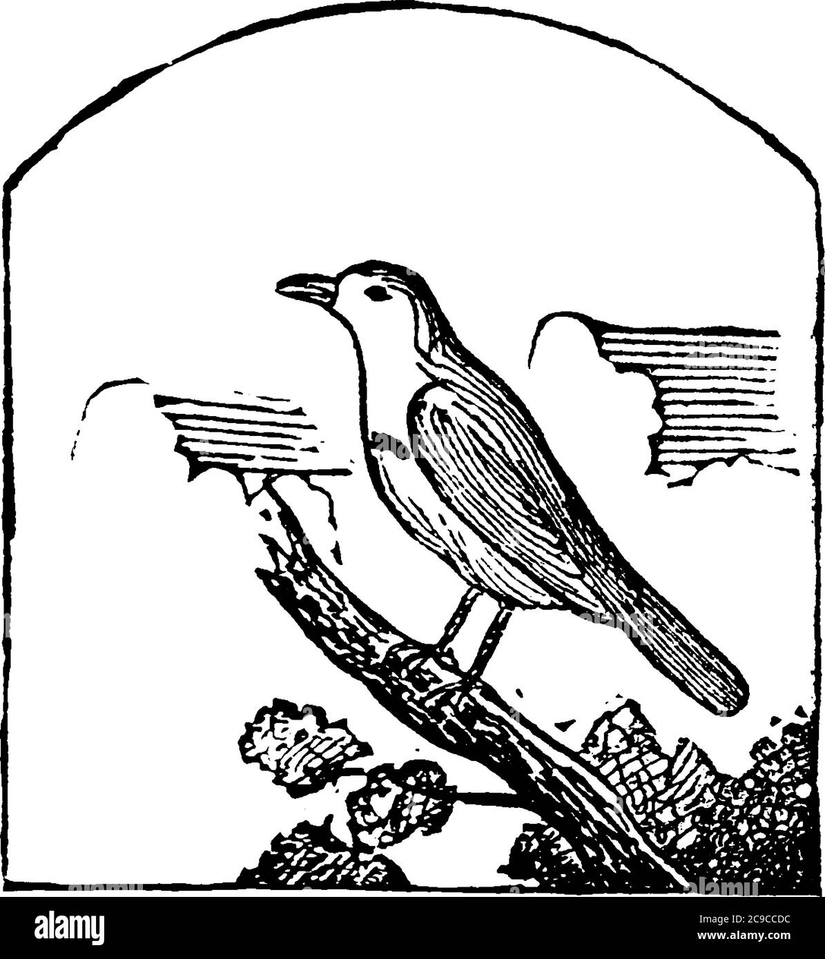 Nightingale, auch bekannt als rufous Nachtigall, ist ein kleiner Singvogel am besten bekannt für seine kraftvolle und schöne Lied., vintage Linie Zeichnung oder engr Stock Vektor
