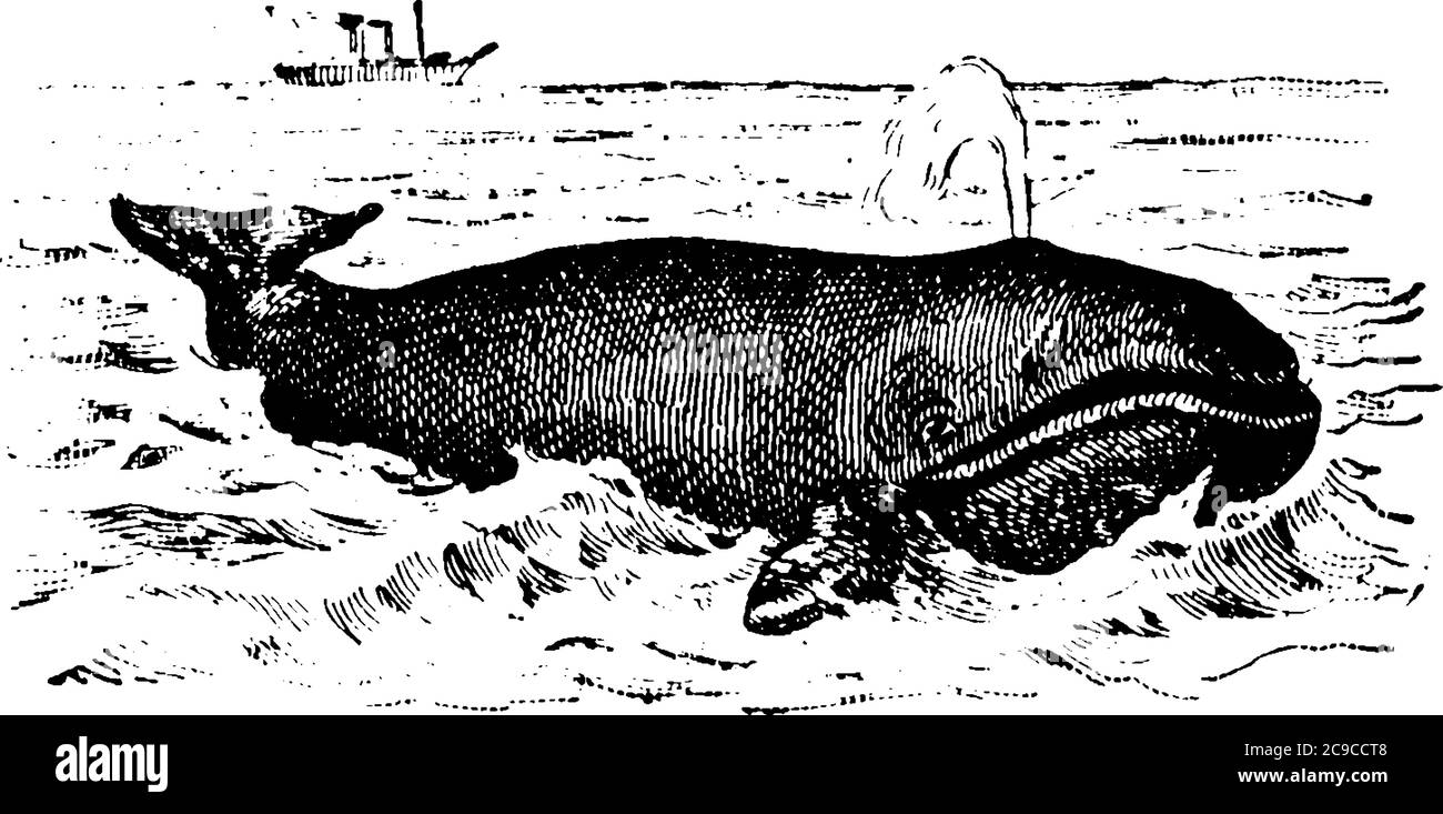 Wale sind aquatische Plazenta Meeressäuger, atmet Luft durch ein Loch an der Spitze des Kopfes., Vintage-Linie Zeichnung oder Gravur Illustration. Stock Vektor