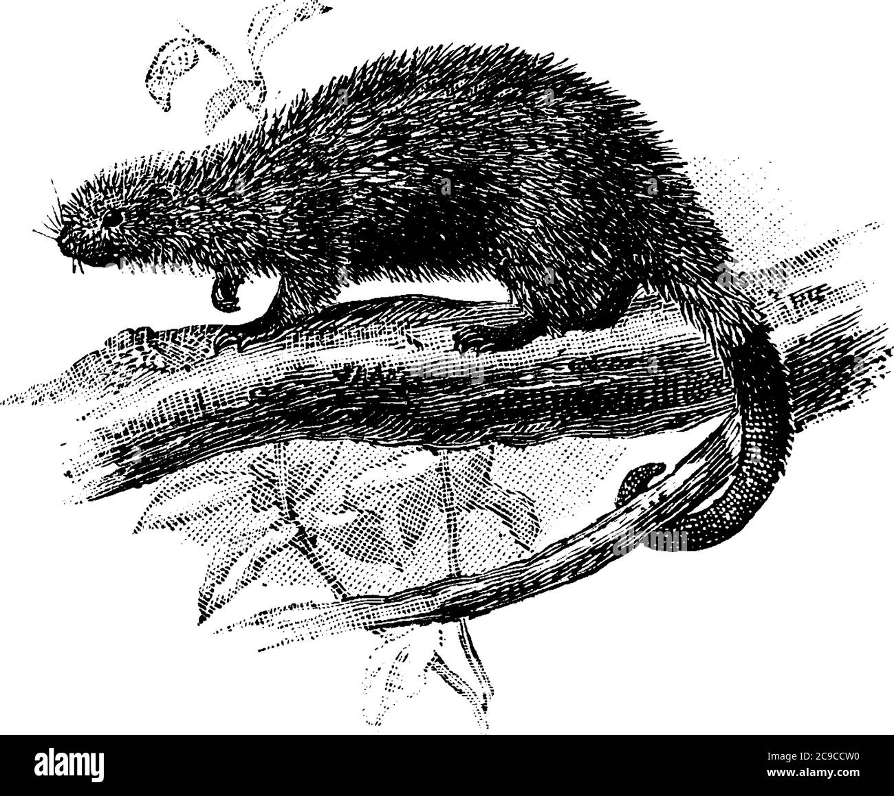 Eine typische Darstellung eines kleinen Stachelschweines, auf den Zweigen des Baumes, mit einem prähensilen Schwanz und haben viele Federkeile am ganzen Körper, Jahrgang l Stock Vektor