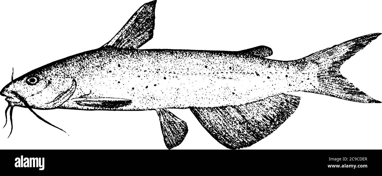 Lachs Fish ist ein Rochenflocken-Fisch aus der Familie der Salmonidae. Es hat ernährungsphysiologische Bedeutung in Bezug auf Omega-3-Gehalt, Vintage-Linie Zeichnung oder Abnehmen Stock Vektor