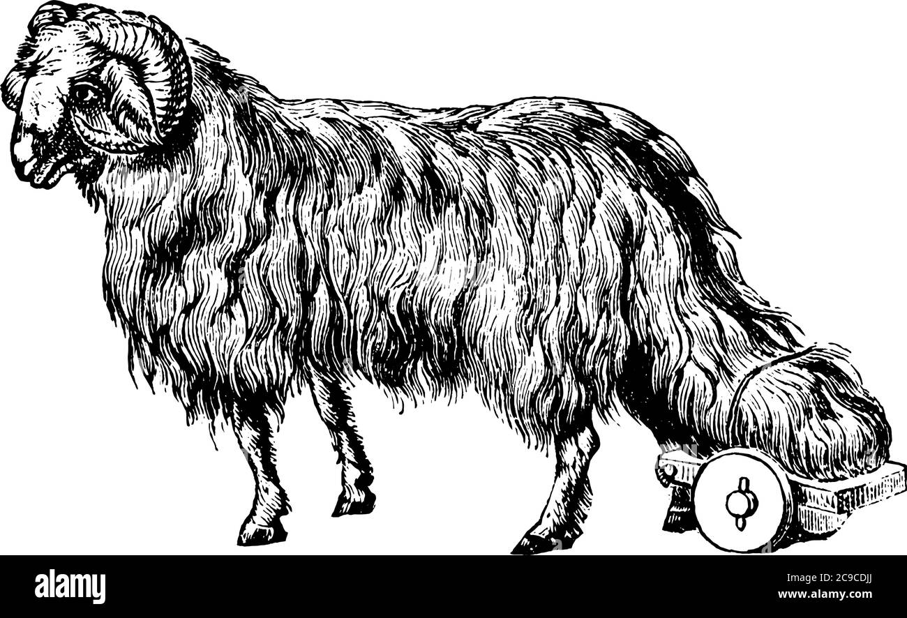 Schaf ist ein Tier für seine Wolle, Vintage-Linie Zeichnung oder Gravur Illustration verwendet. Stock Vektor