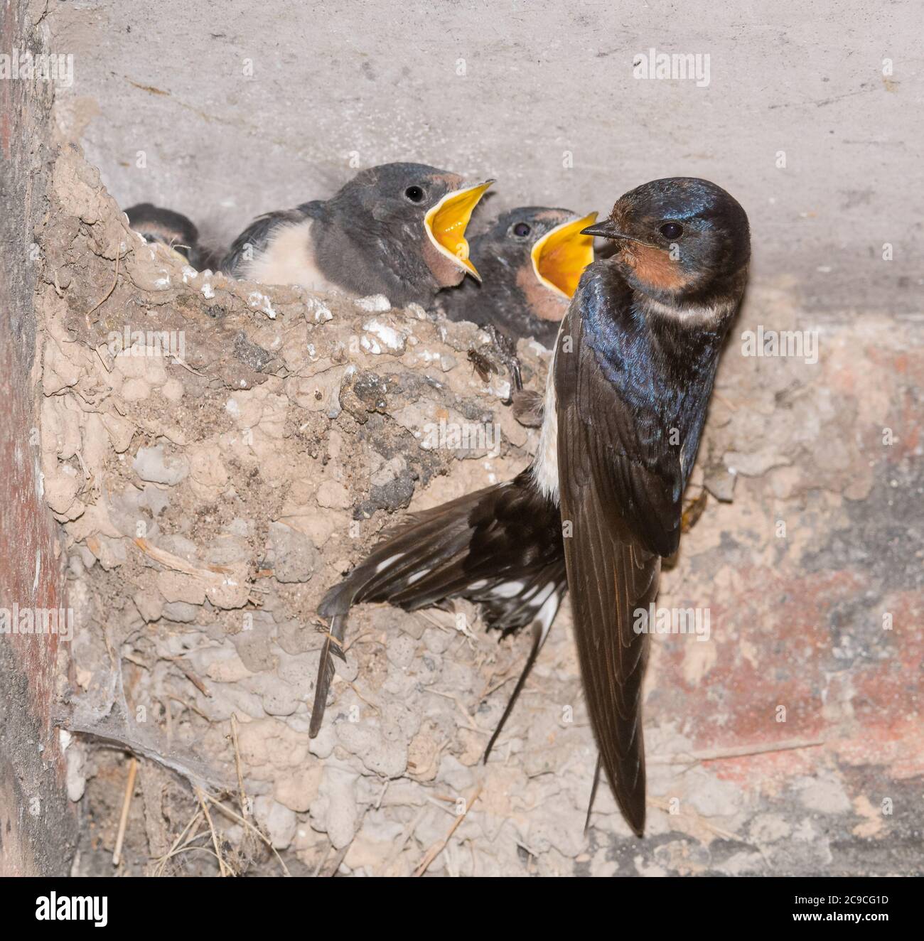 Schwalbe Männchen, das Junge im Nest mit klaffenden Schnäbeln füttert Stockfoto