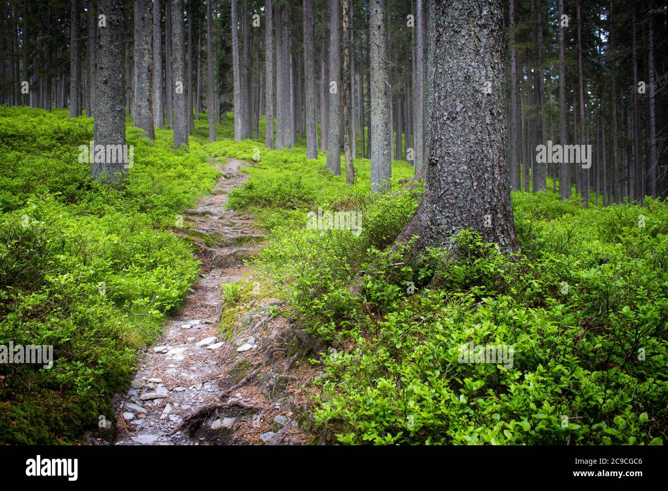Der Gerzkopf-Wanderweg durch Nadelwald in Filzmoos, Kreis Salzburg (Österreich) Stockfoto