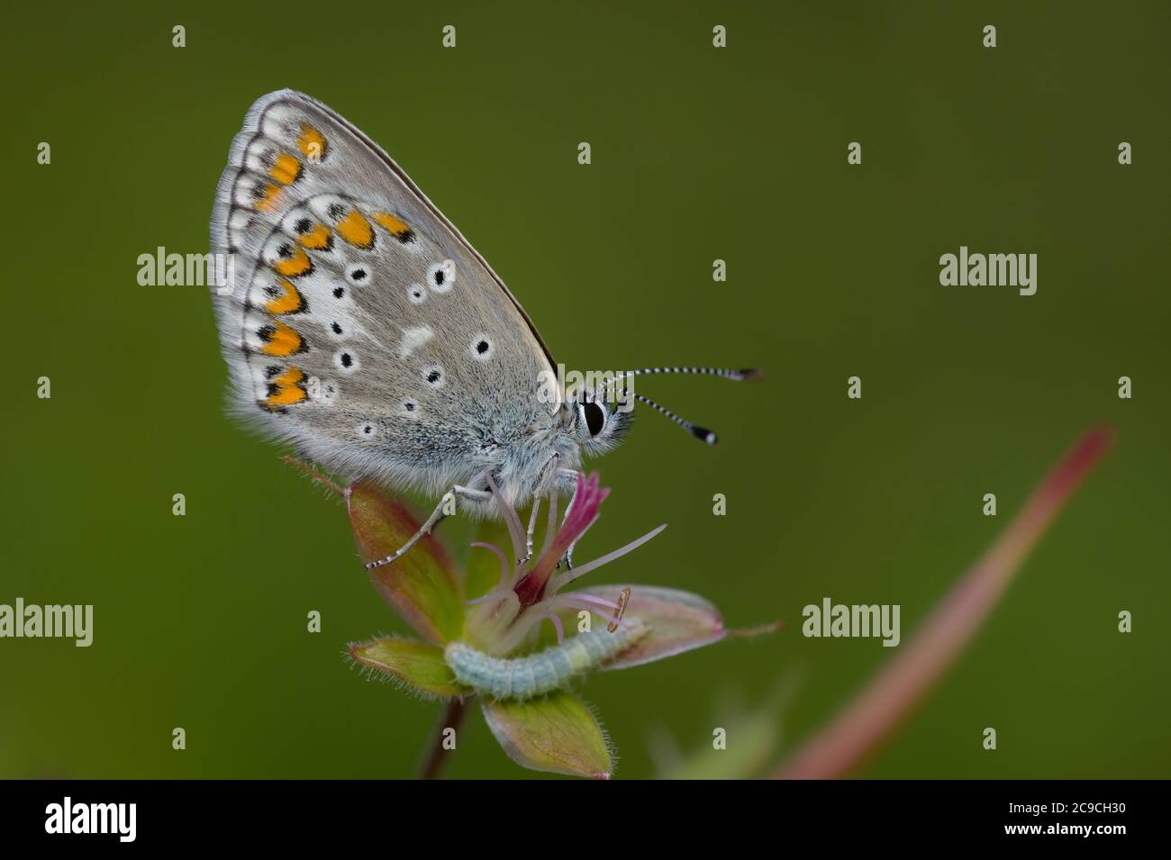 Nördlicher brauner Argus (Aricia artaxerxes), der auf einer überwehten Waldgeranie ruht. Keine id auf der Larve darunter. Stockfoto